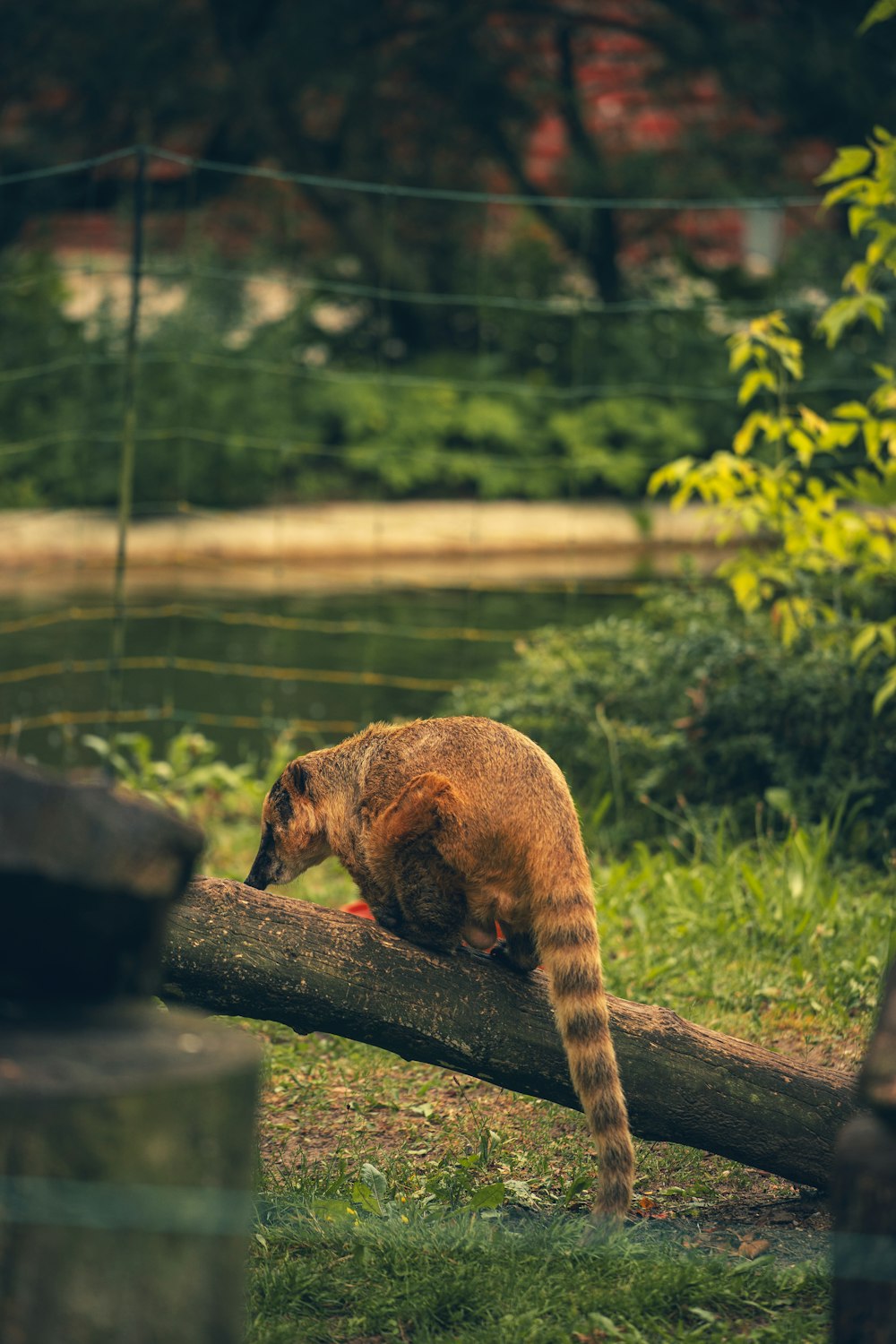 a small brown animal standing on top of a log