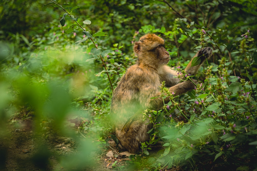 a monkey sitting in the middle of a forest