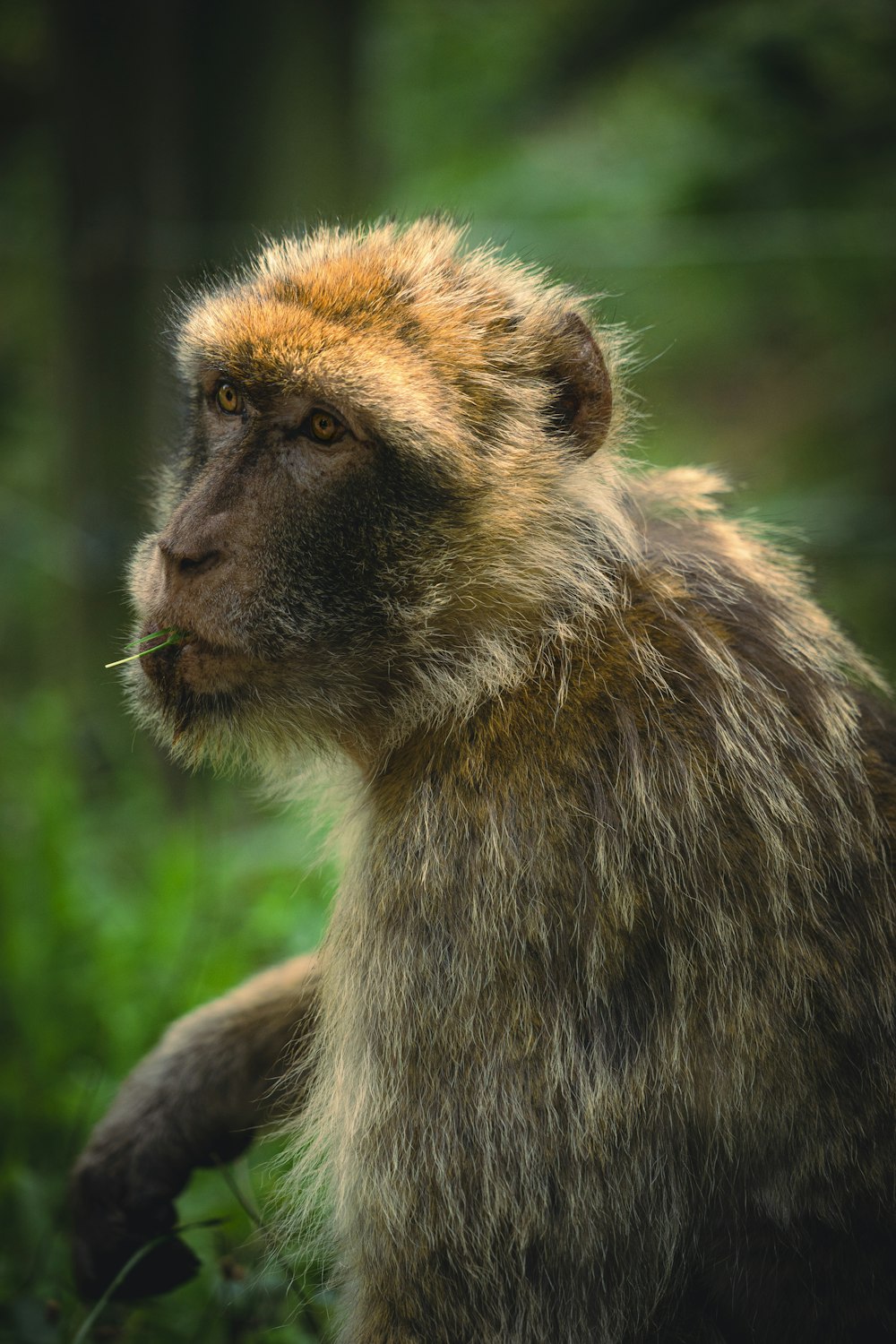 a close up of a monkey in a field of grass