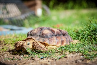 Костенурка, отпочиваща в градина в Куртово Конаре.
