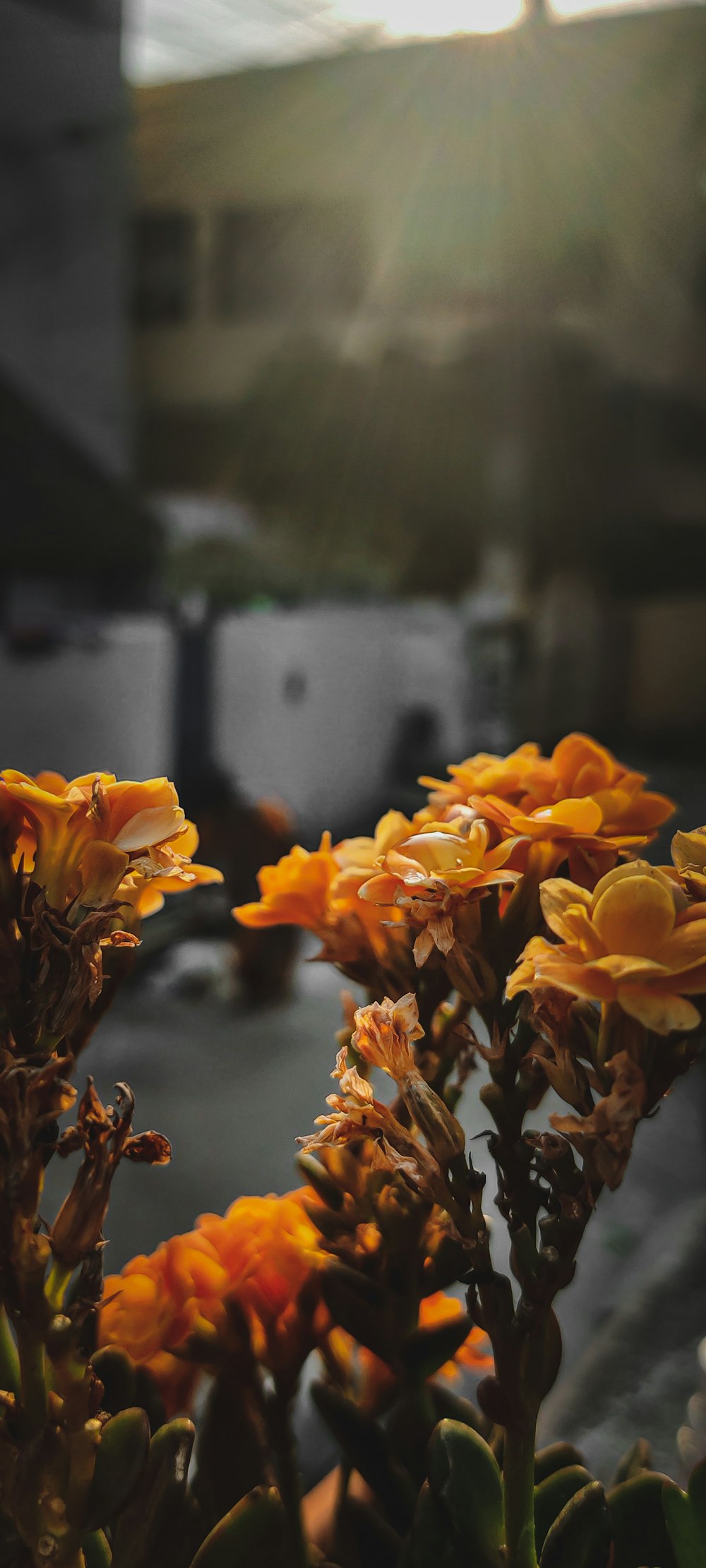 a close up of a bunch of orange flowers