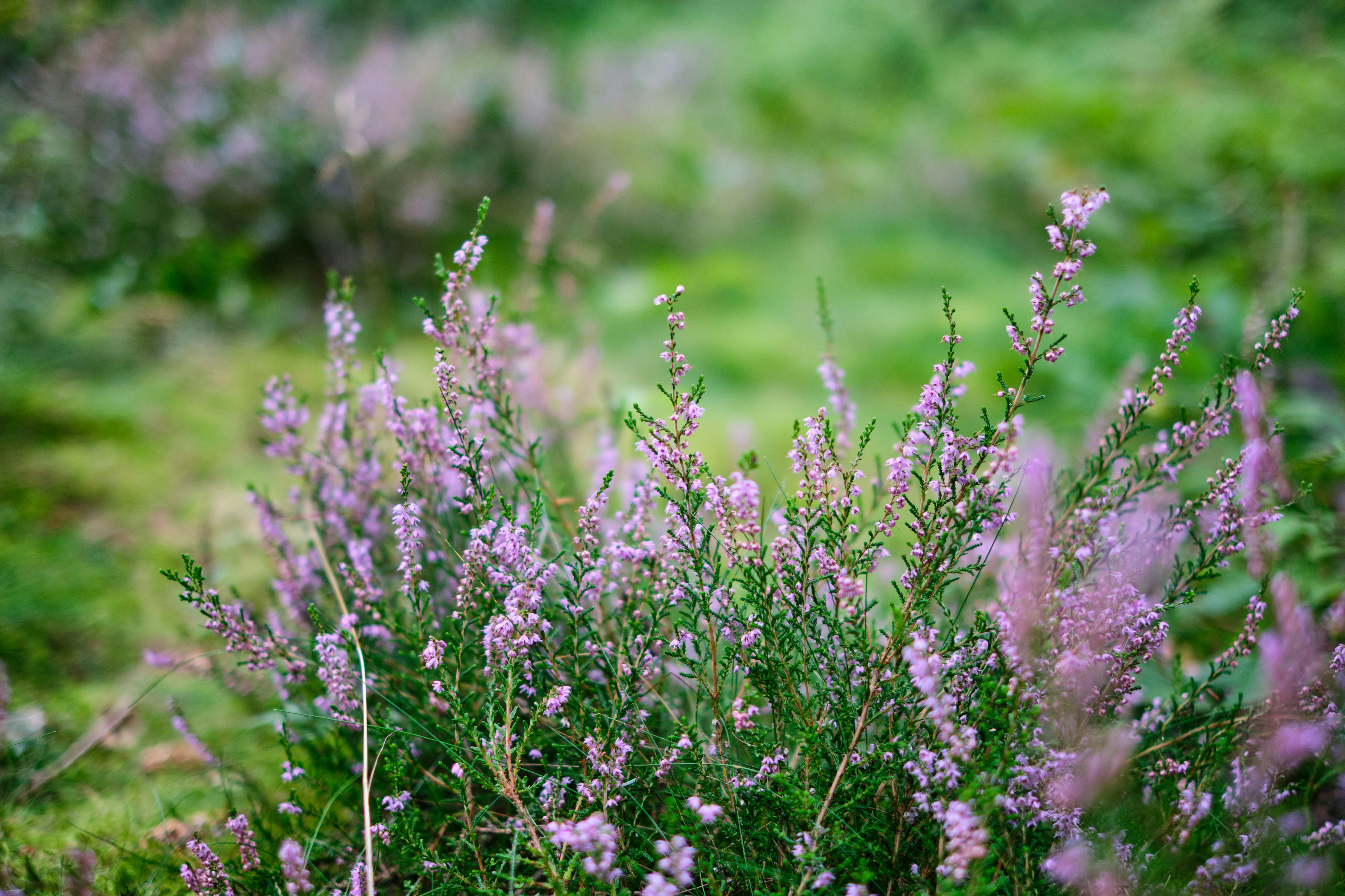 Photo by frostroomhead