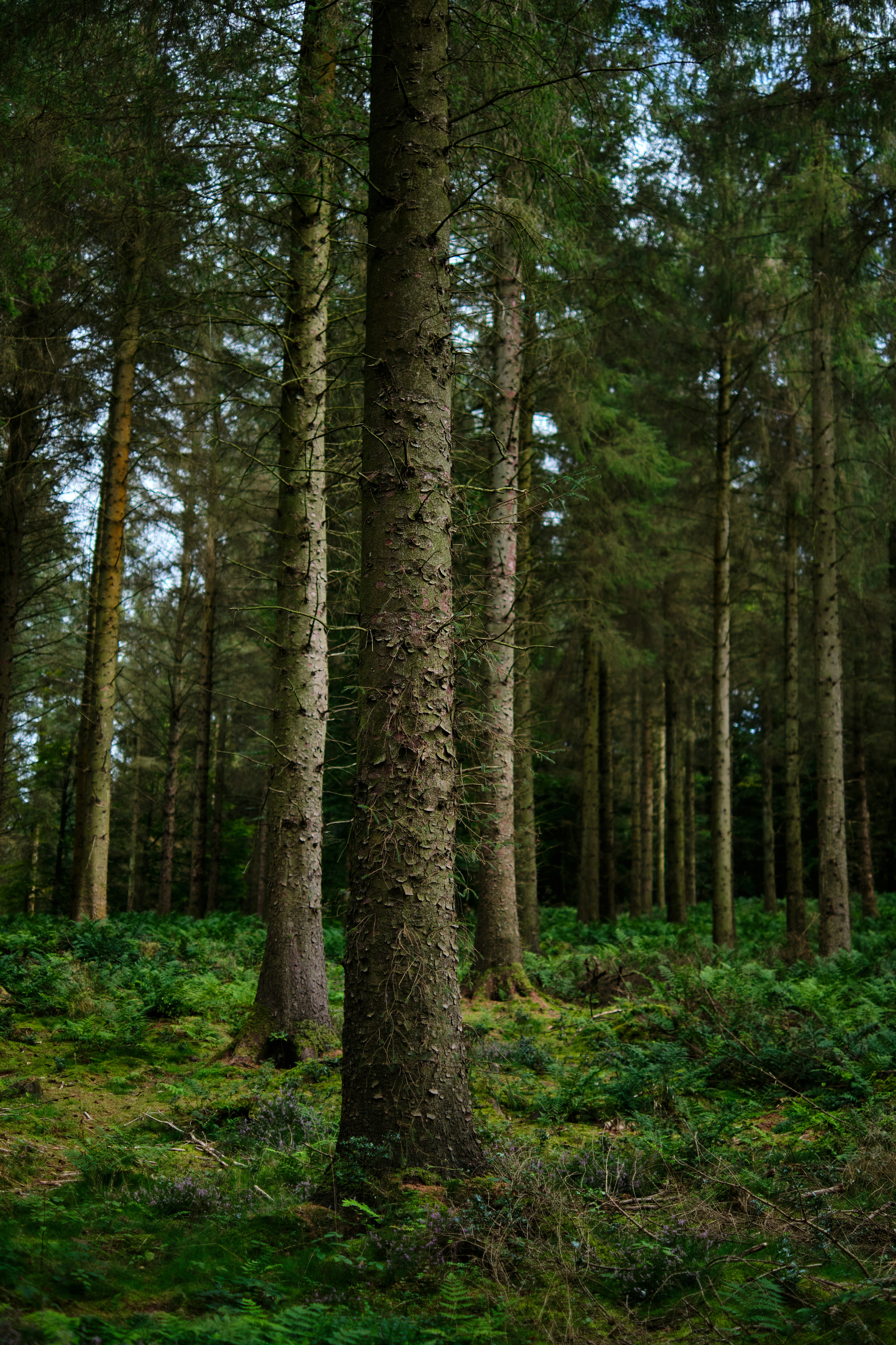 Photo by frostroomhead