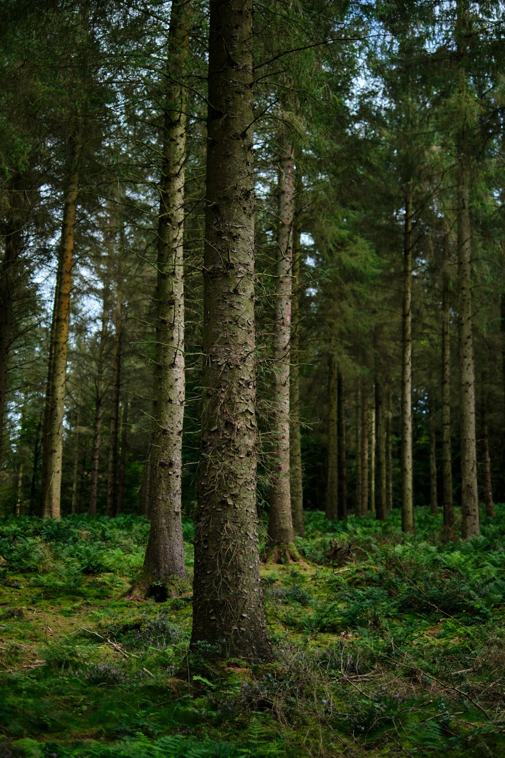 a forest filled with lots of tall trees