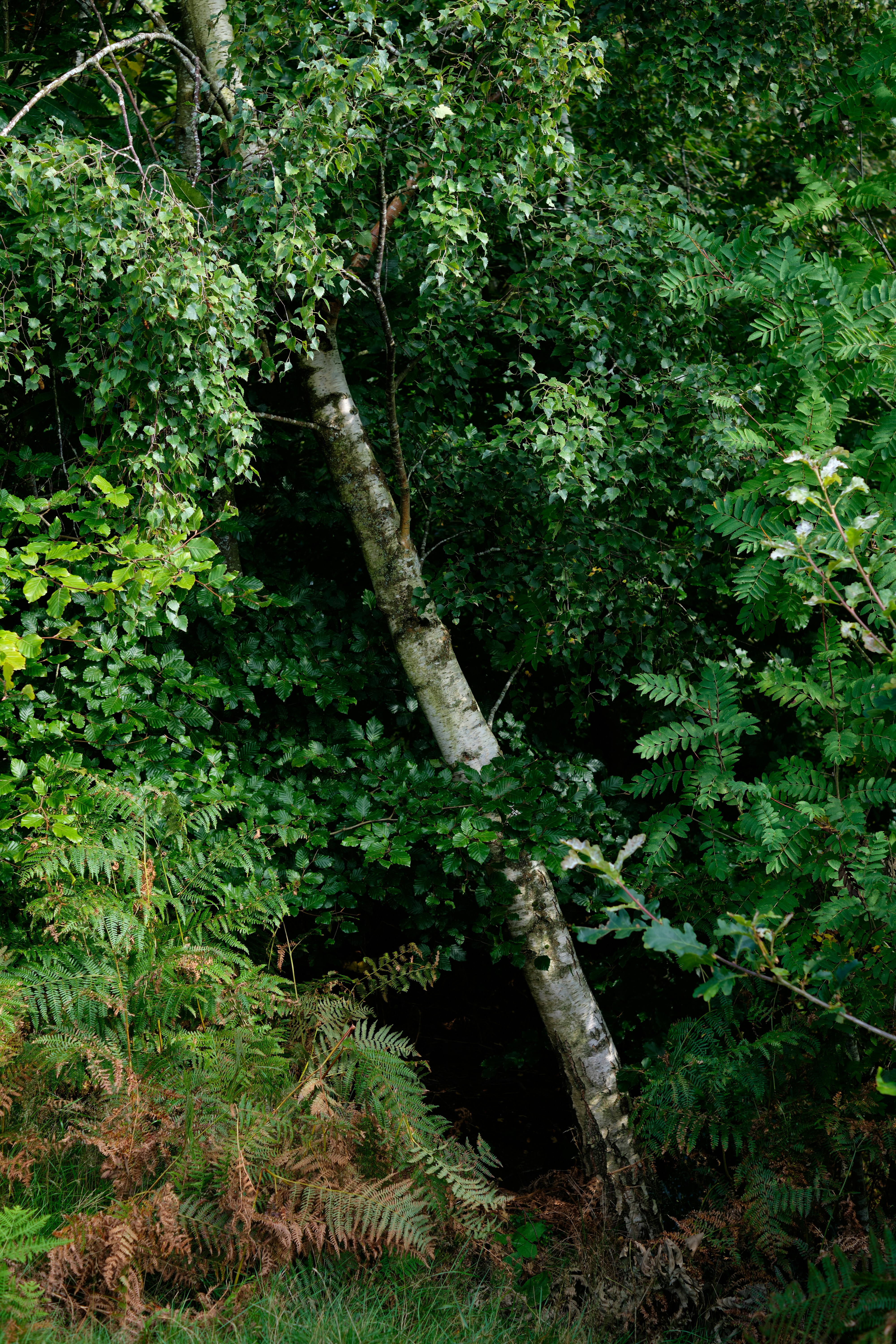 Photo by frostroomhead