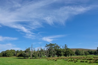 A peaceful open field under a bright blue sky with distant trees.