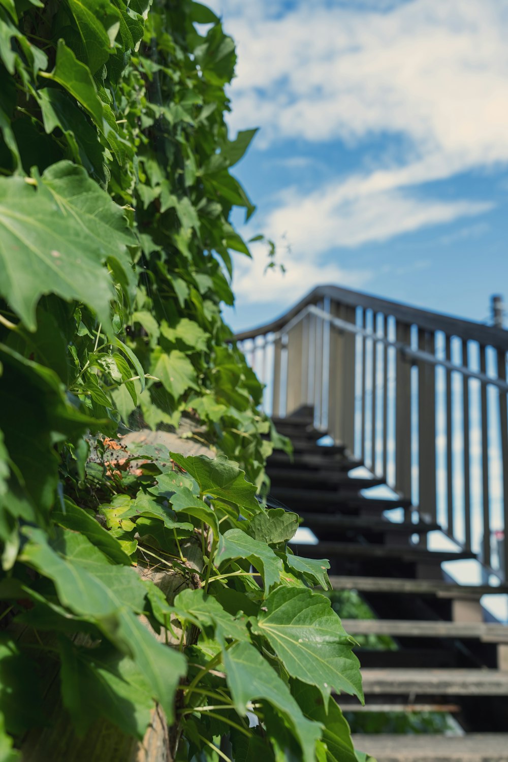 a stair case is covered with green leaves