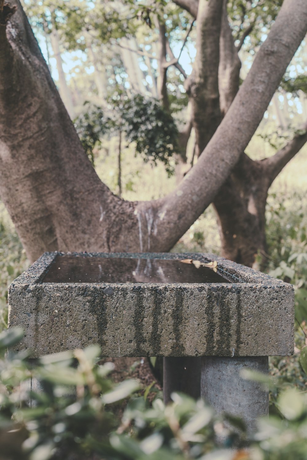 a stone sink sitting under a tree in a forest