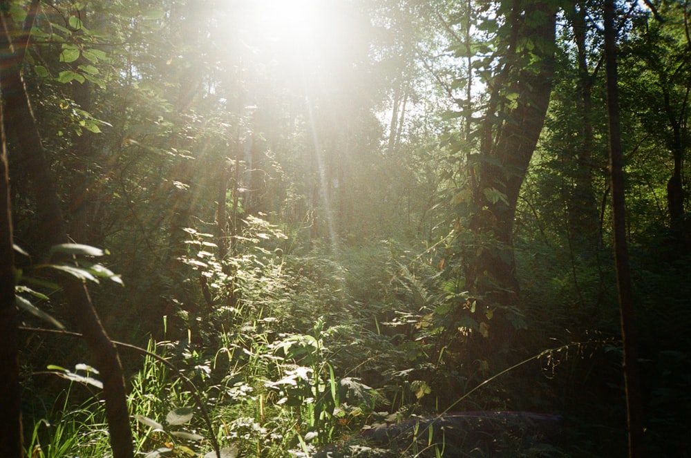 the sun is shining through the trees in the forest