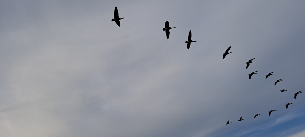 a flock of birds flying through a cloudy sky