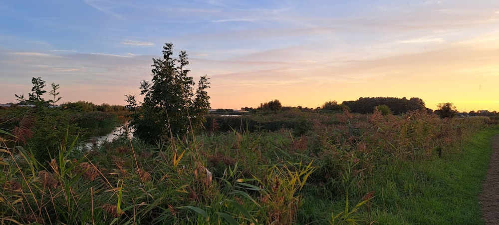 a dirt road next to a grassy field