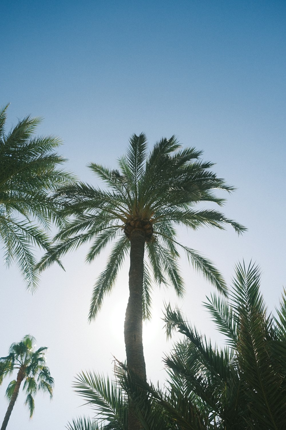 a palm tree with the sun behind it