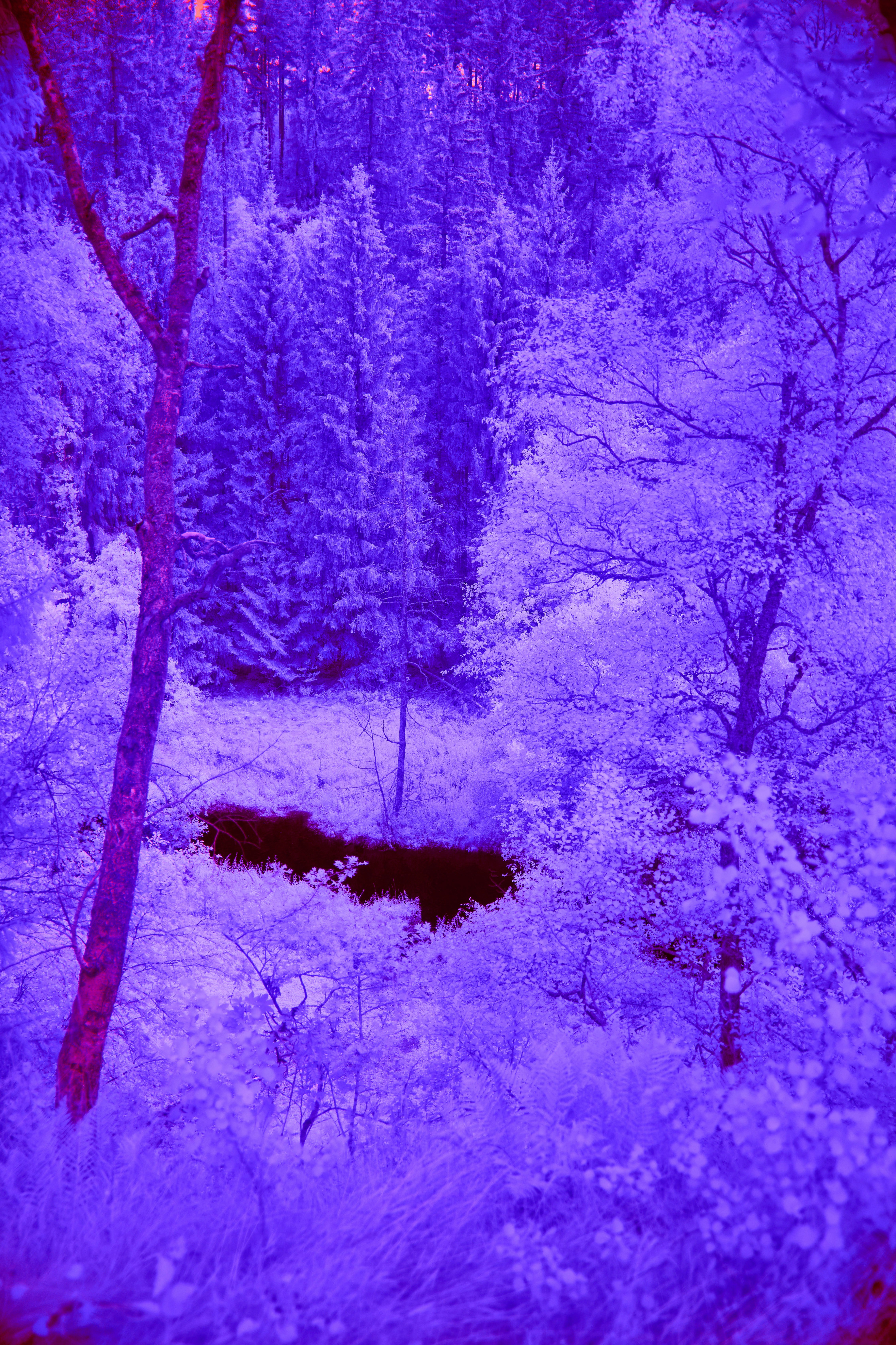 Photo by wolfgang_hasselmann