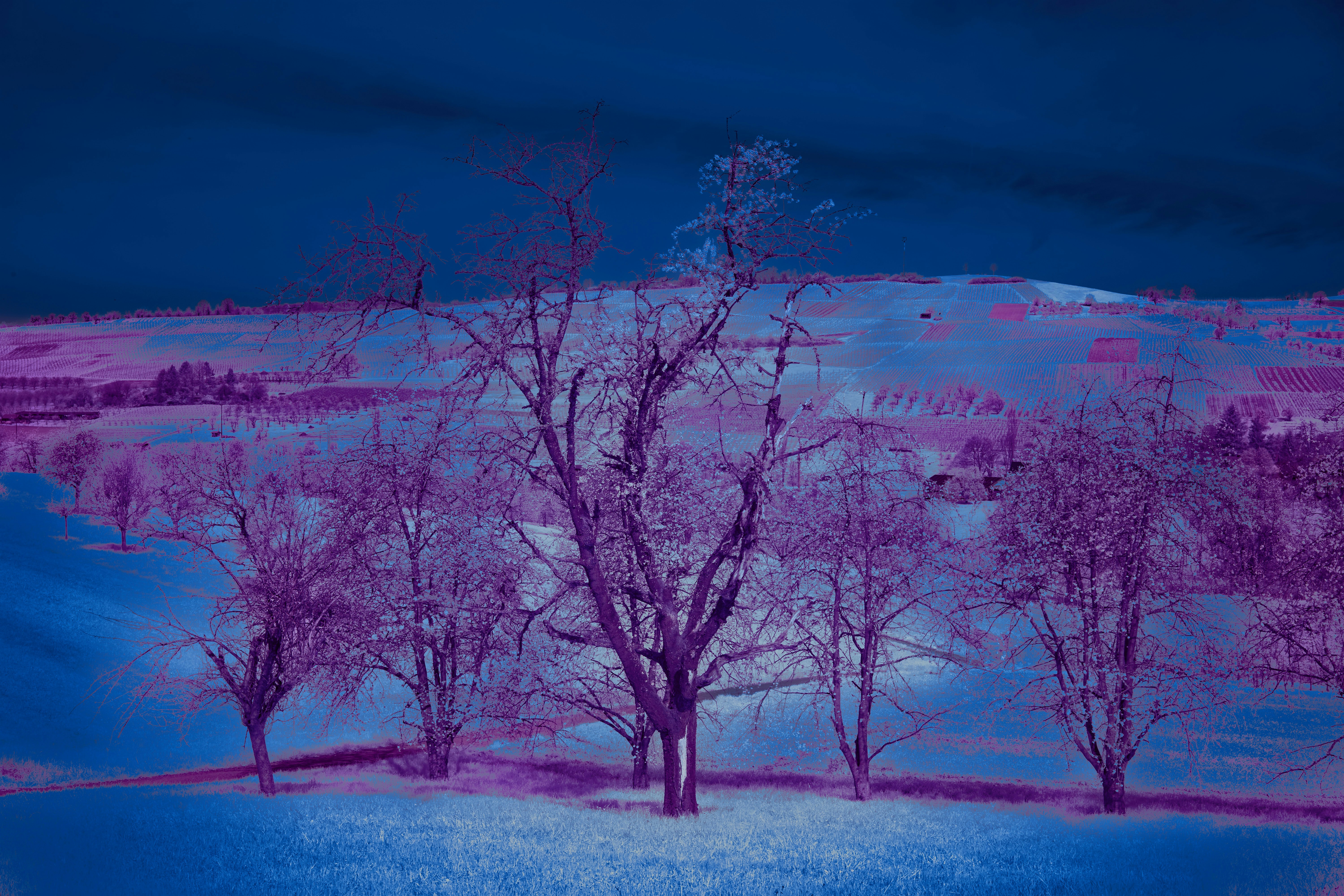 Photo by wolfgang_hasselmann