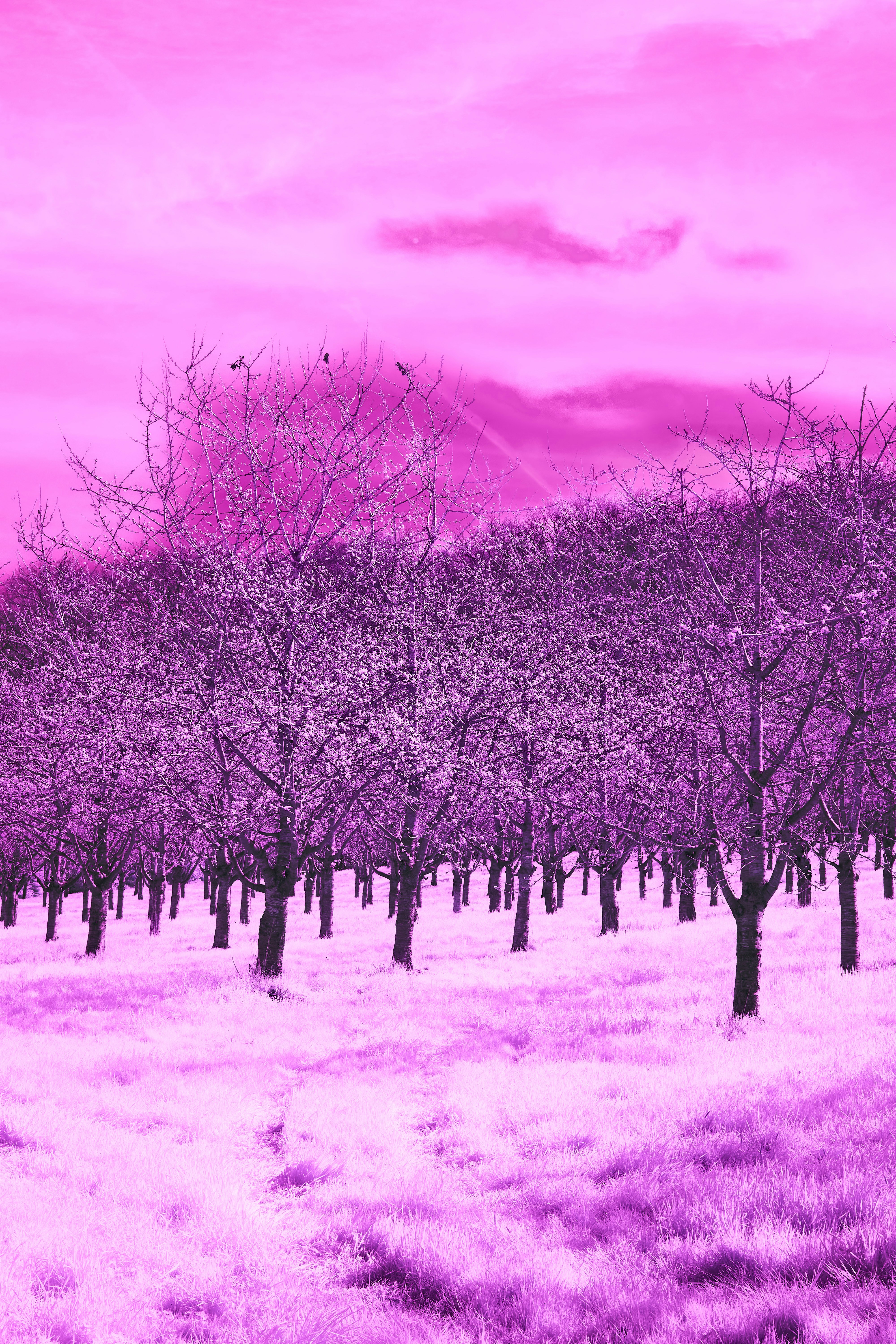 Photo by wolfgang_hasselmann