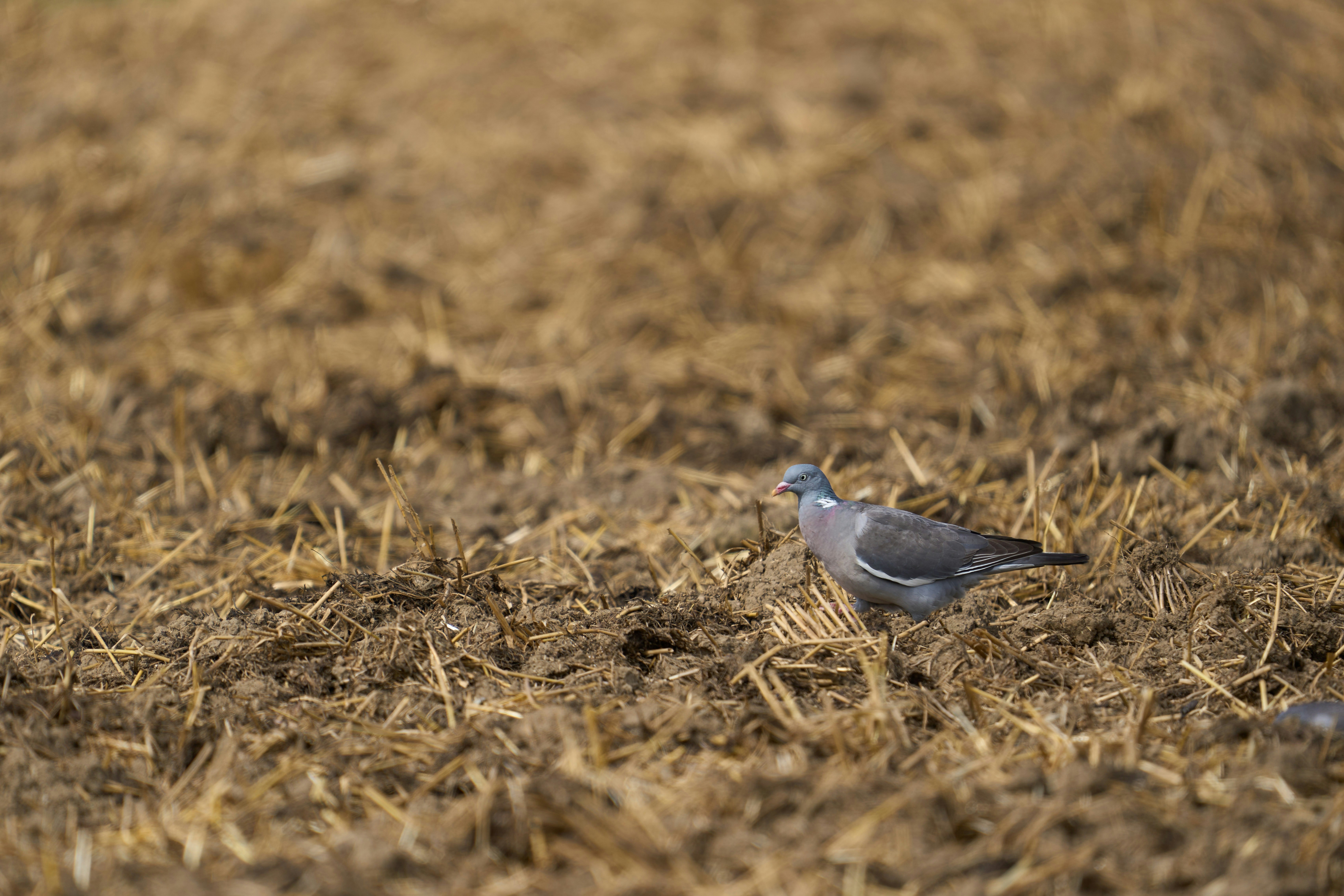 Photo by wolfgang_hasselmann