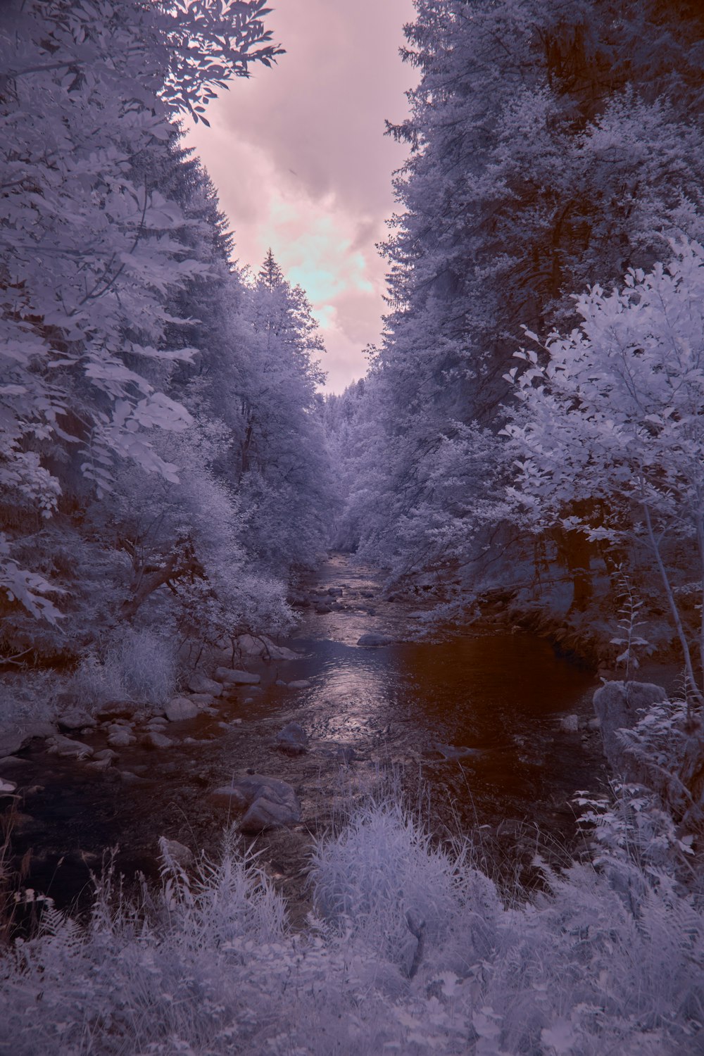 a river running through a forest filled with trees