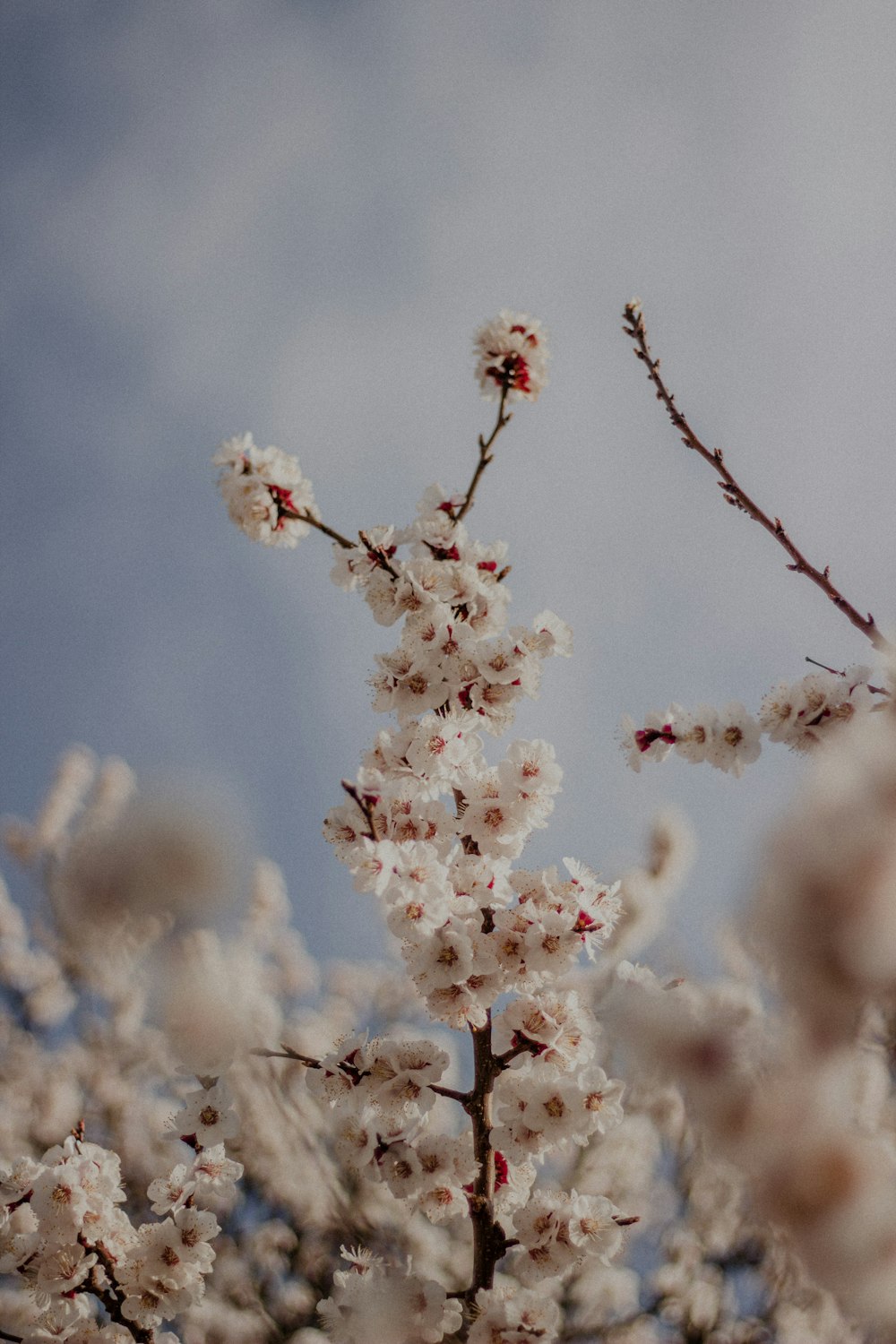 a tree with lots of white flowers on it