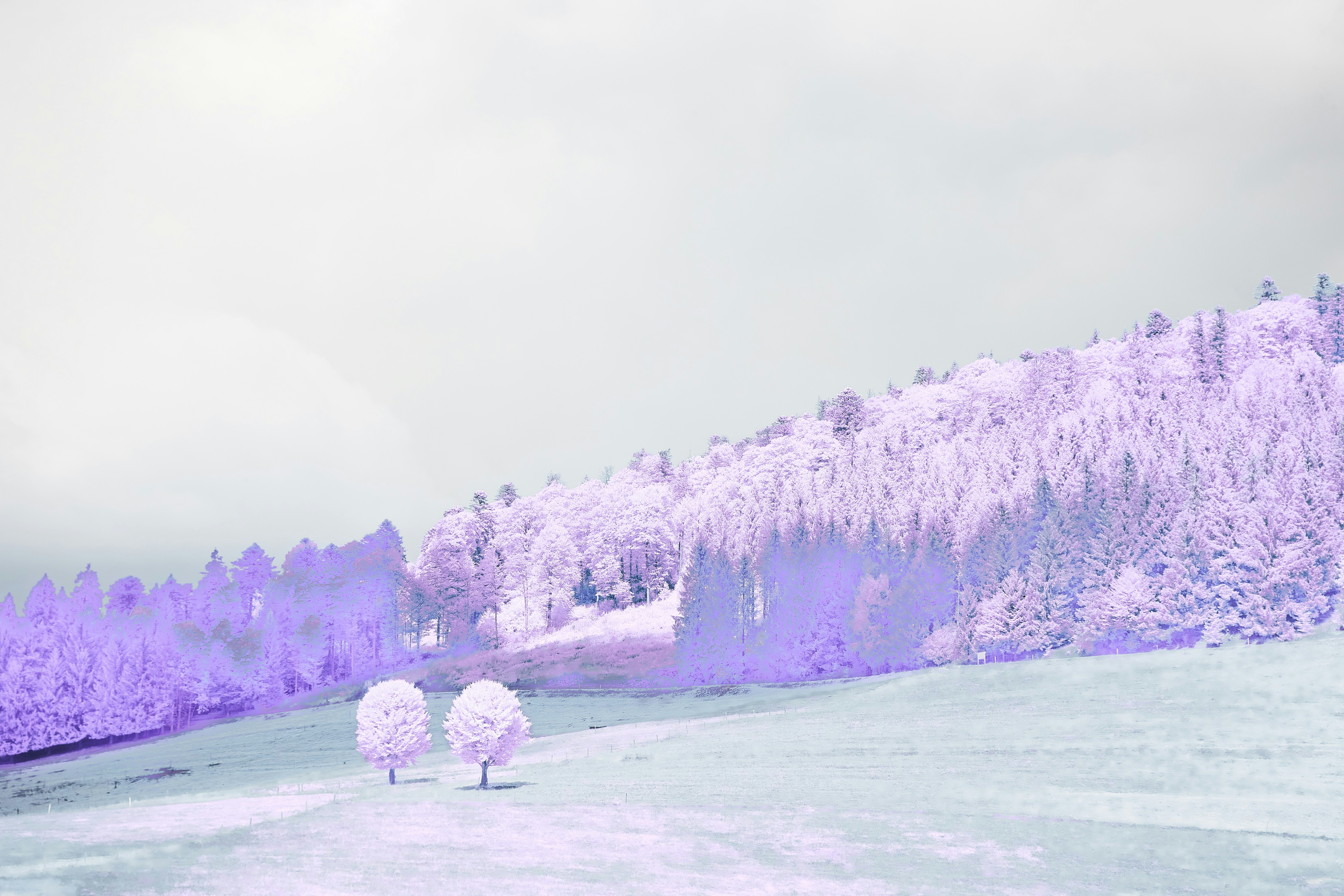 Photo by wolfgang_hasselmann