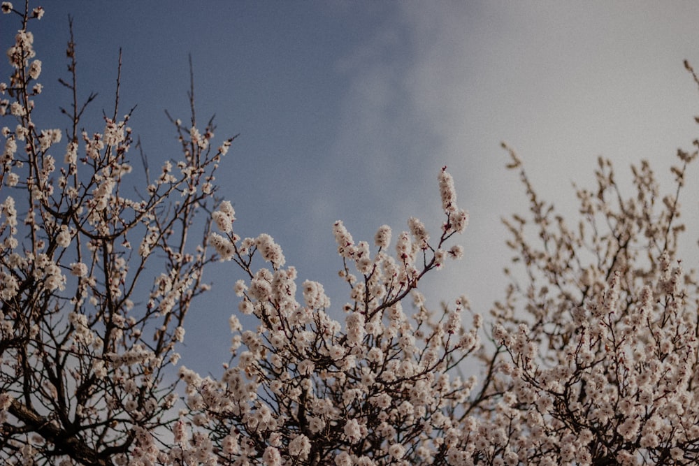 Un arbre avec beaucoup de fleurs blanches devant un ciel bleu