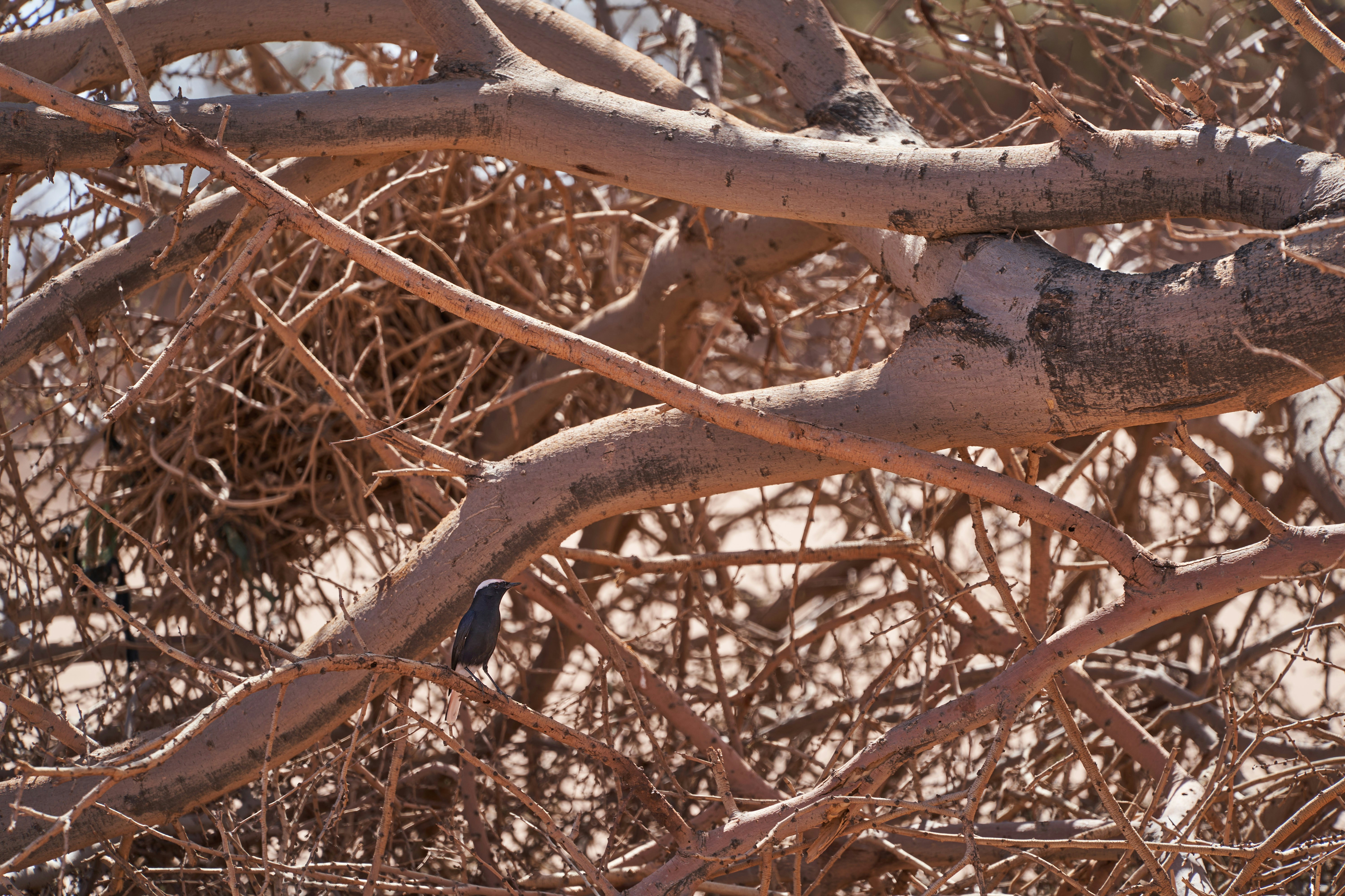 Photo by wolfgang_hasselmann