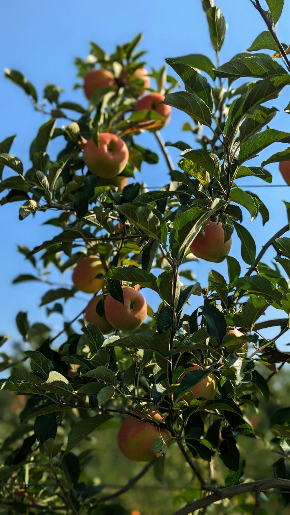 a tree filled with lots of ripe fruit