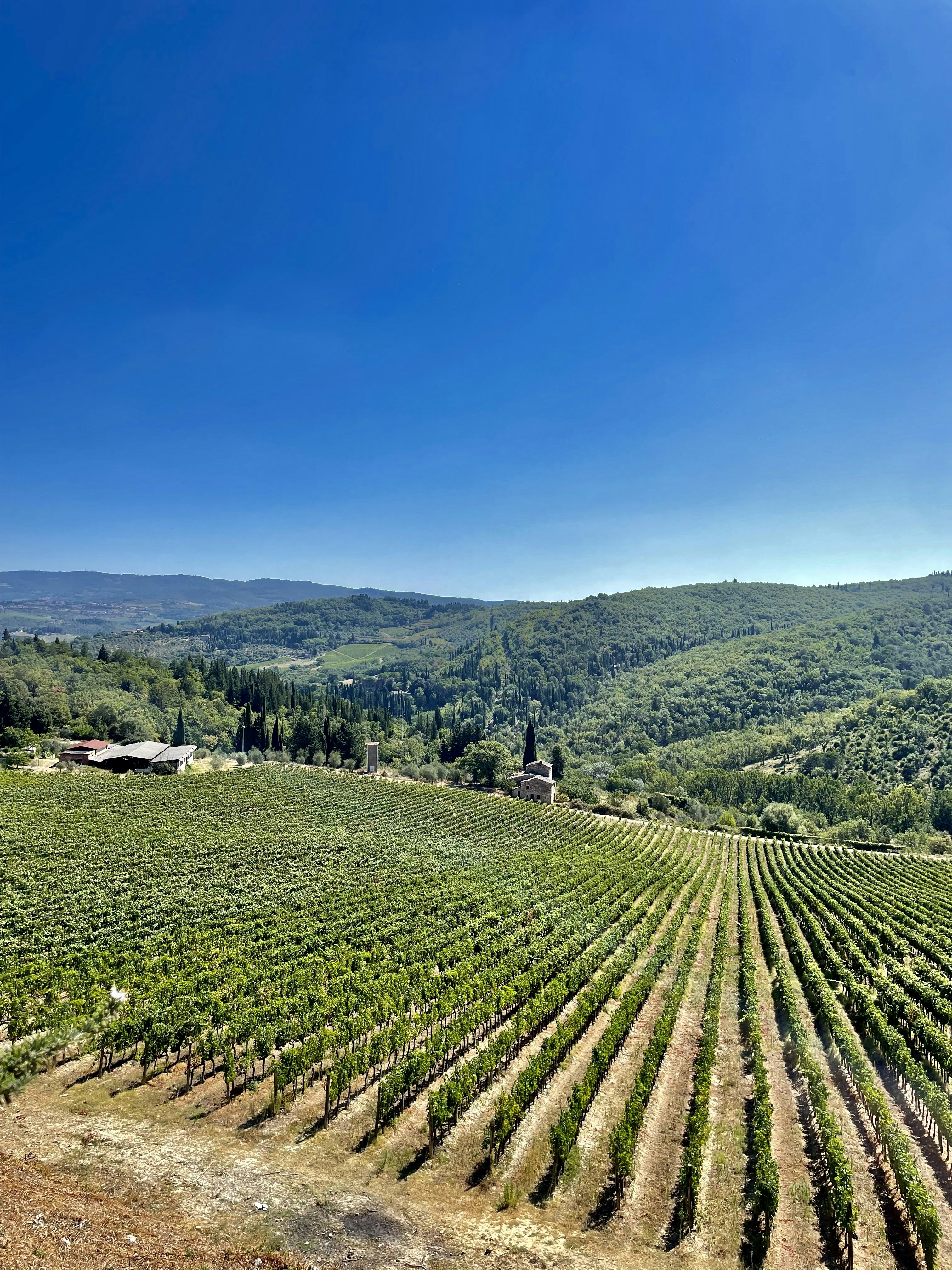 a large field of trees in the middle of a field