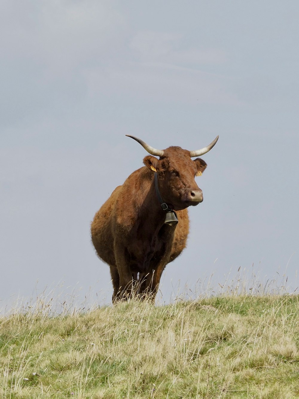 a brown cow standing on top of a grass covered hill