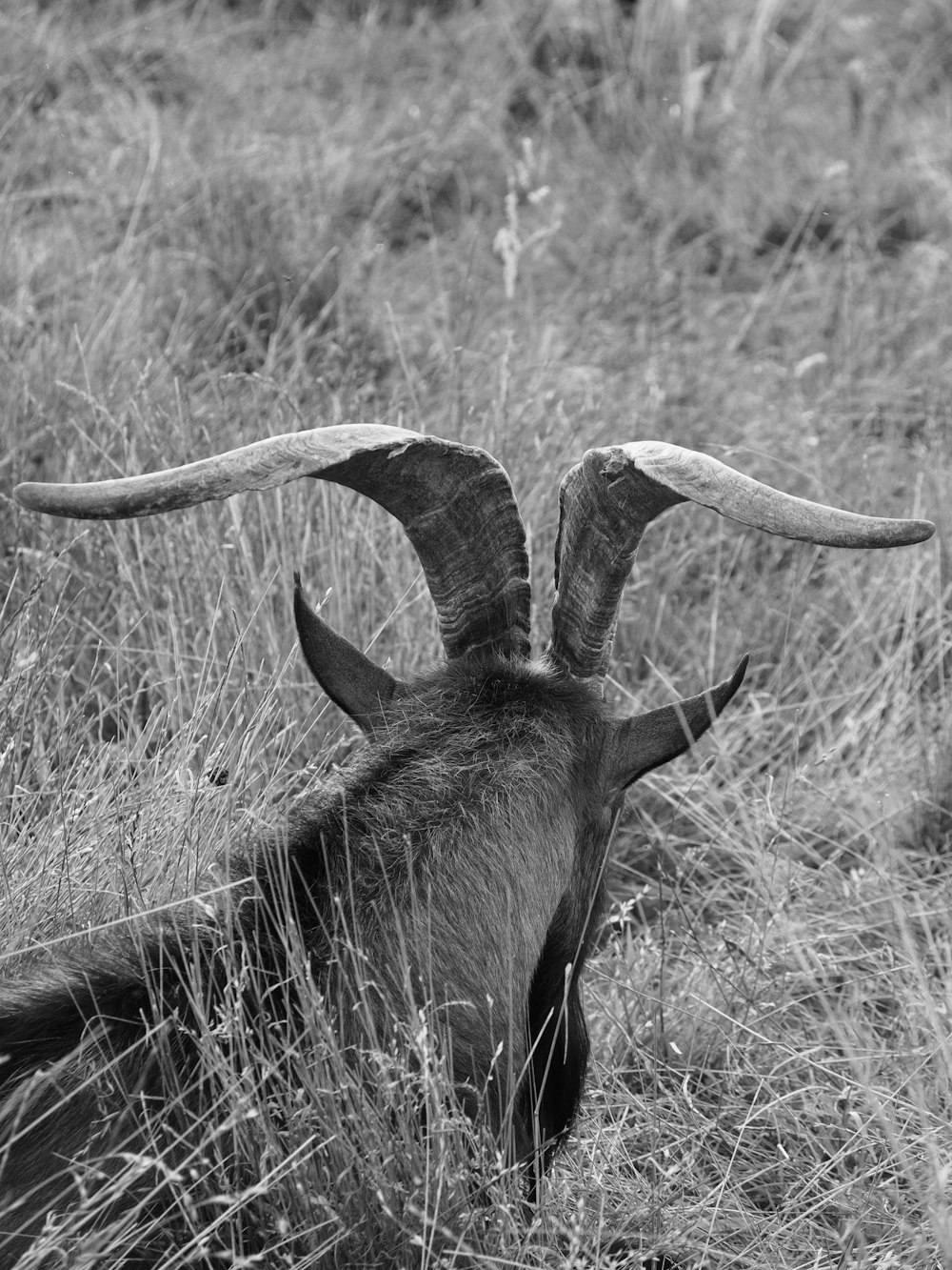 a goat with large horns laying in a field