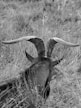 A black and white image captures the back of a goat with large curved horns grazing in a grassy field. The texture of the goat's fur contrasts with the tall grass surrounding it, creating a natural and earthy scene.