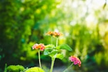 A peaceful nature scene with blooming flowers representing hope.
