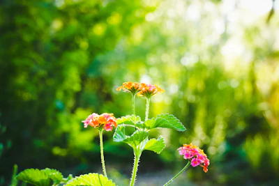 A peaceful nature scene with blooming flowers and soft sunlight.