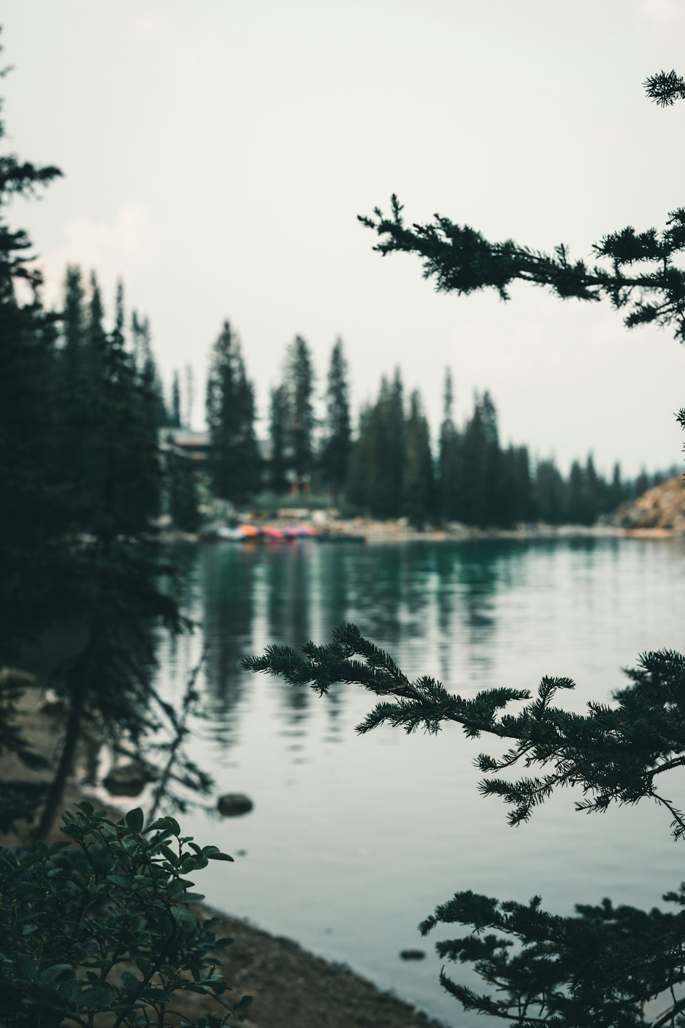 a body of water surrounded by pine trees