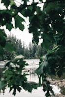 A serene river winding through the island's wilderness, framed by towering evergreens and wildlife.