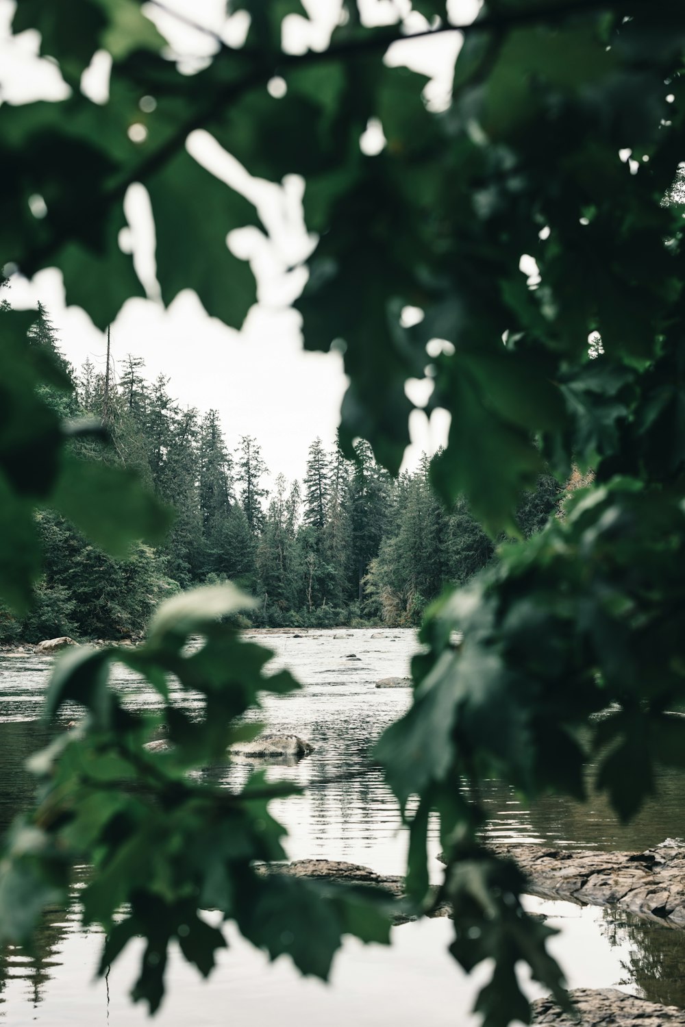 a body of water surrounded by trees and rocks