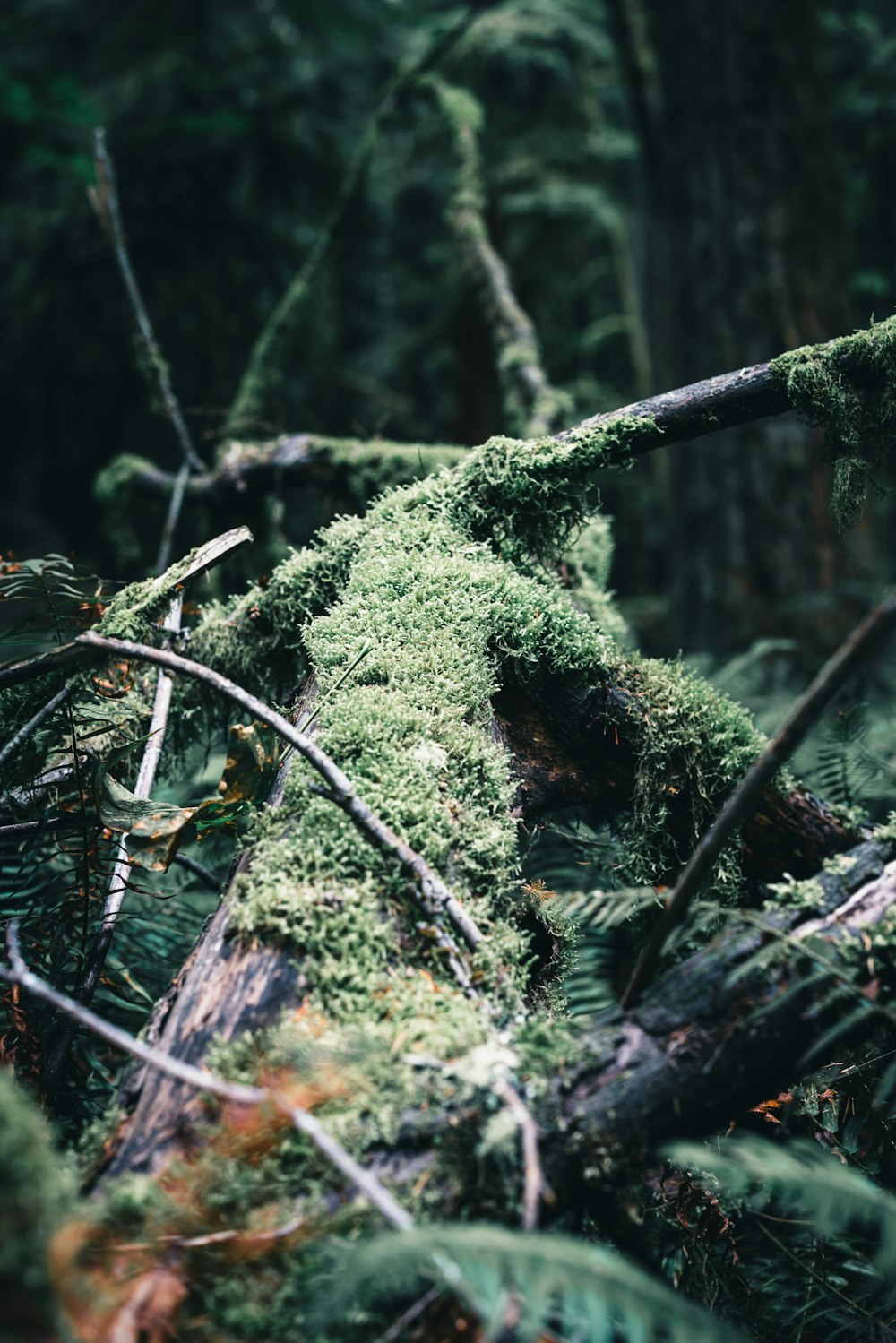 a moss covered tree branch in the middle of a forest