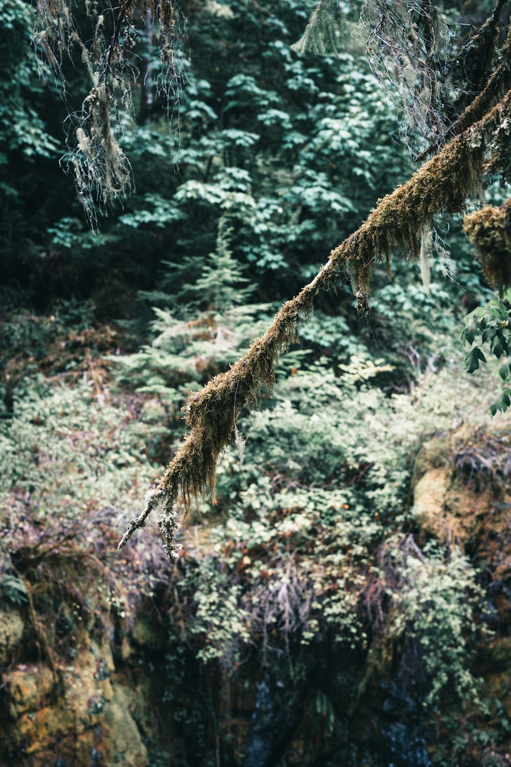 a mossy tree branch hanging from a tree