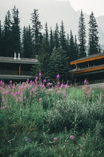 Rustic countryside inn surrounded by lush green fields and blooming flowers