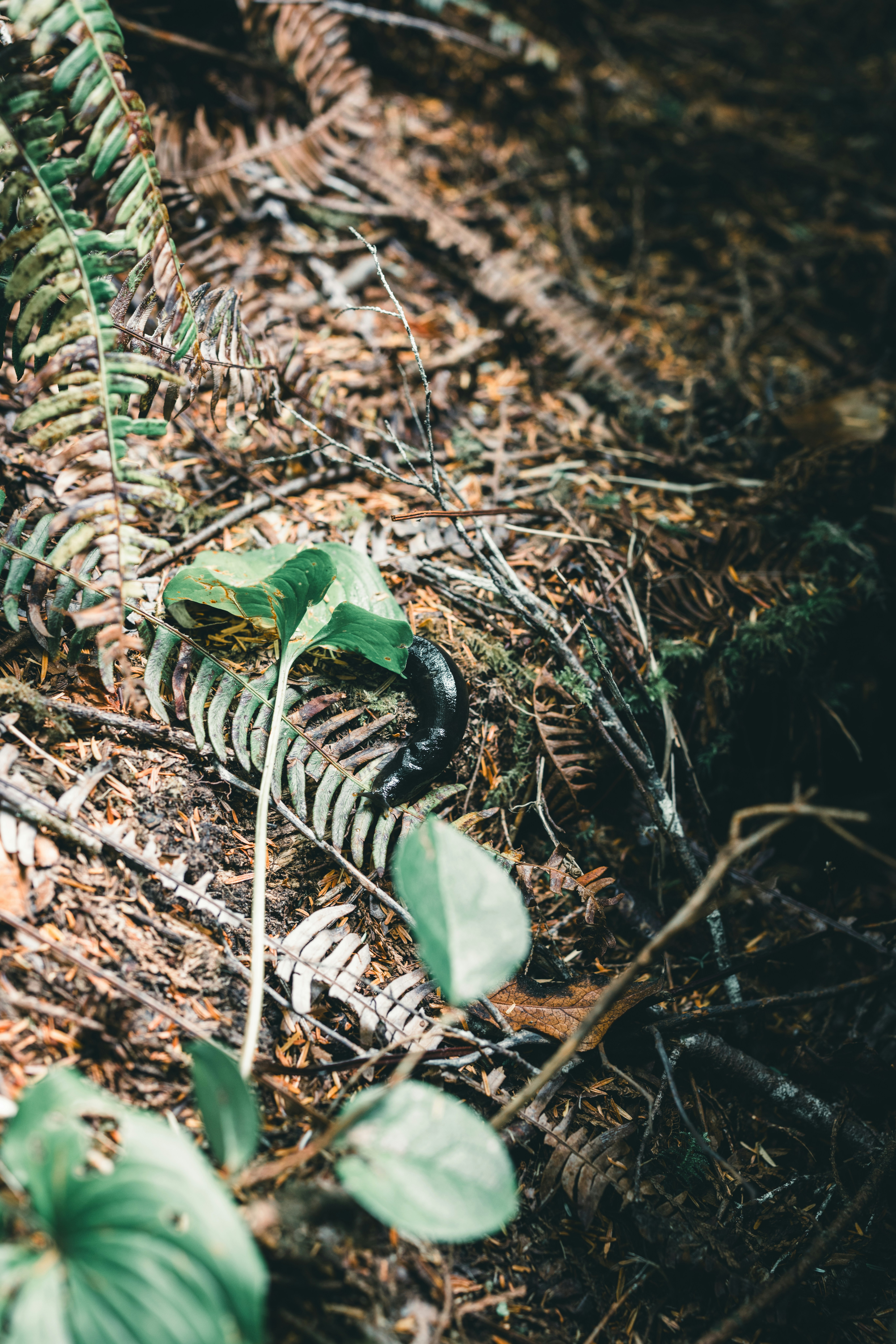 Foto Una serpiente arrastrándose por el