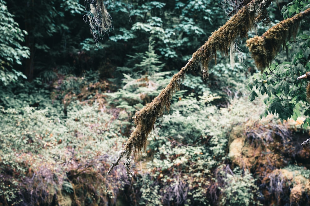 a forest filled with lots of trees covered in moss