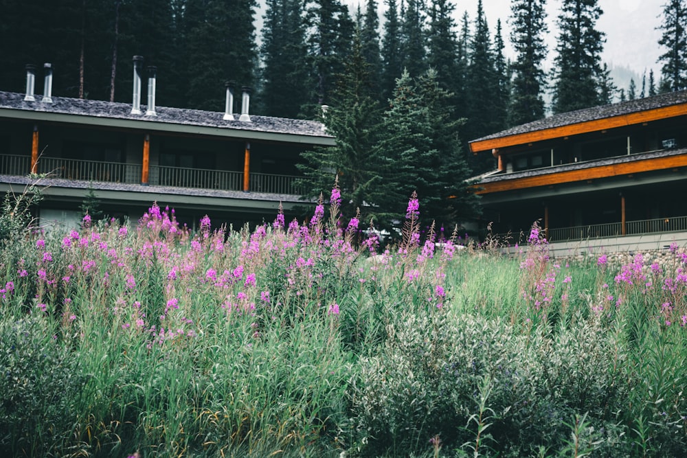 a field of purple flowers in front of a building