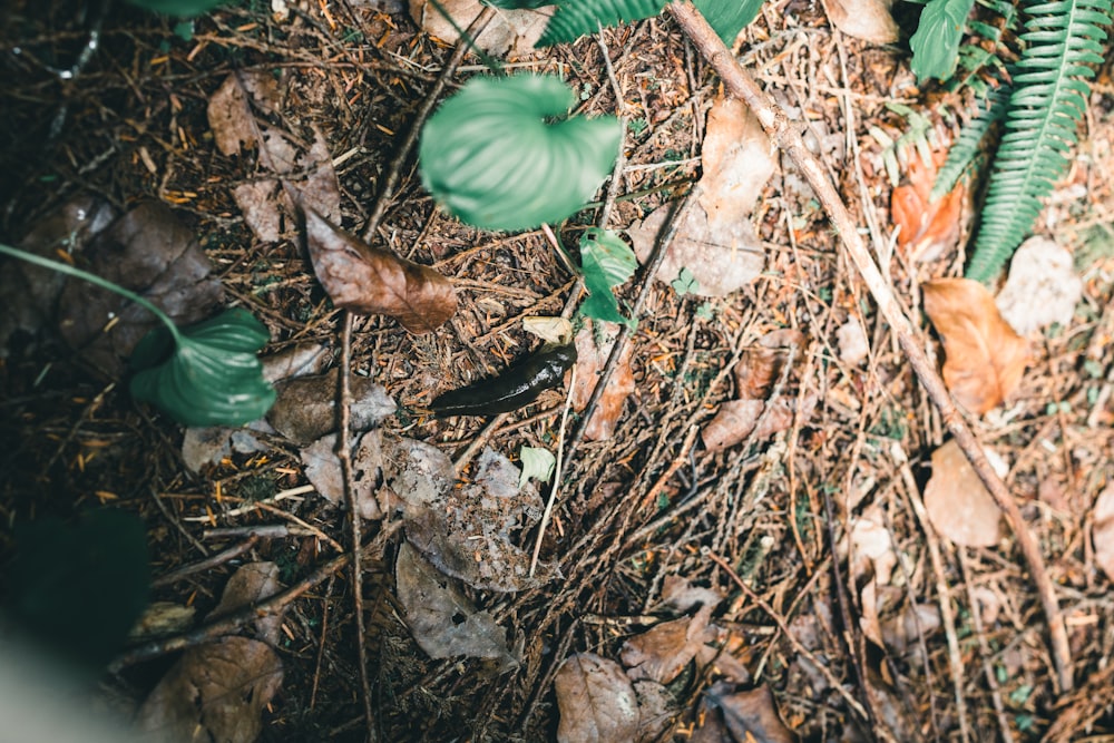 a close up of a leaf on the ground