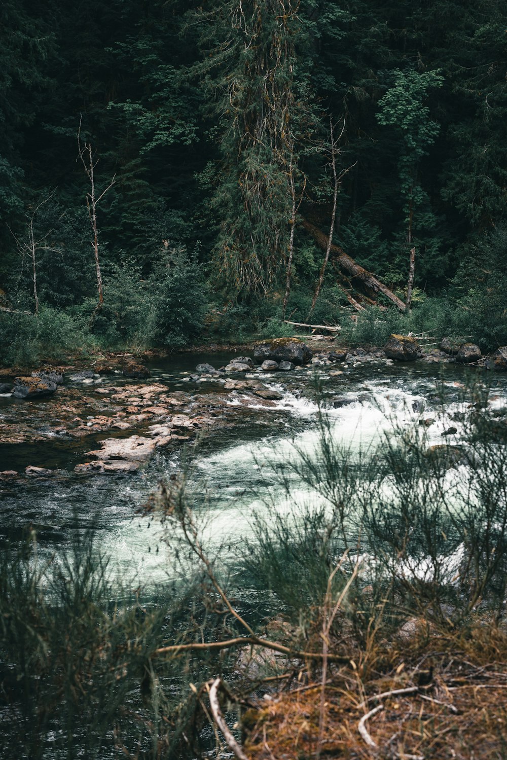 a river running through a forest filled with lots of trees