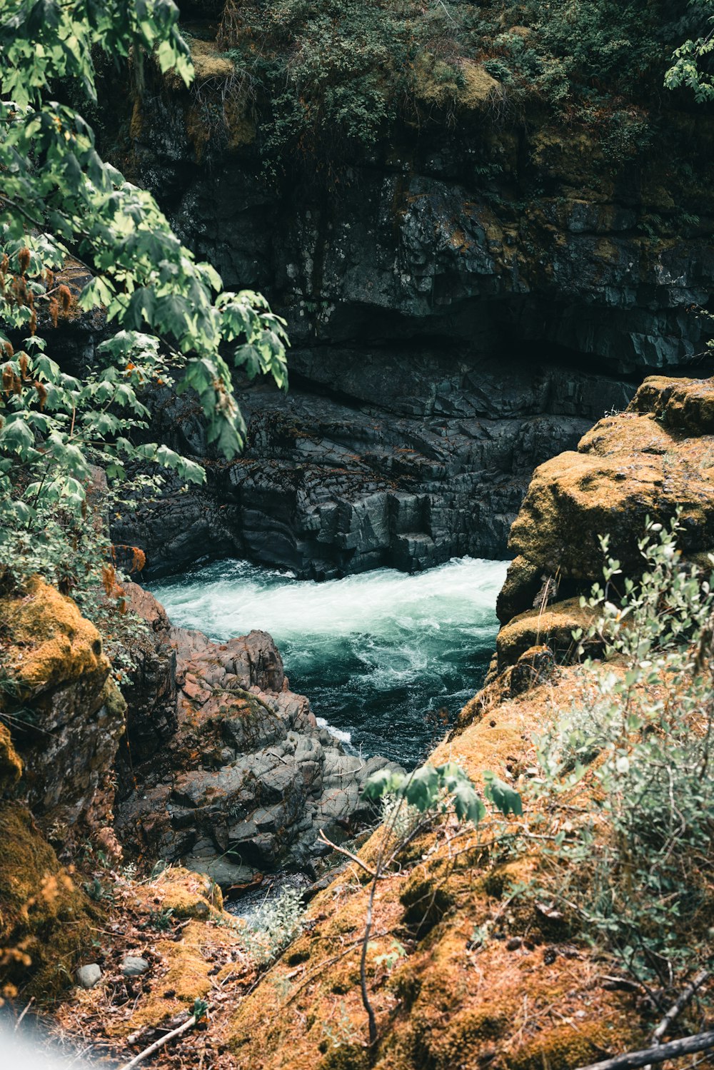 a river flowing through a lush green forest