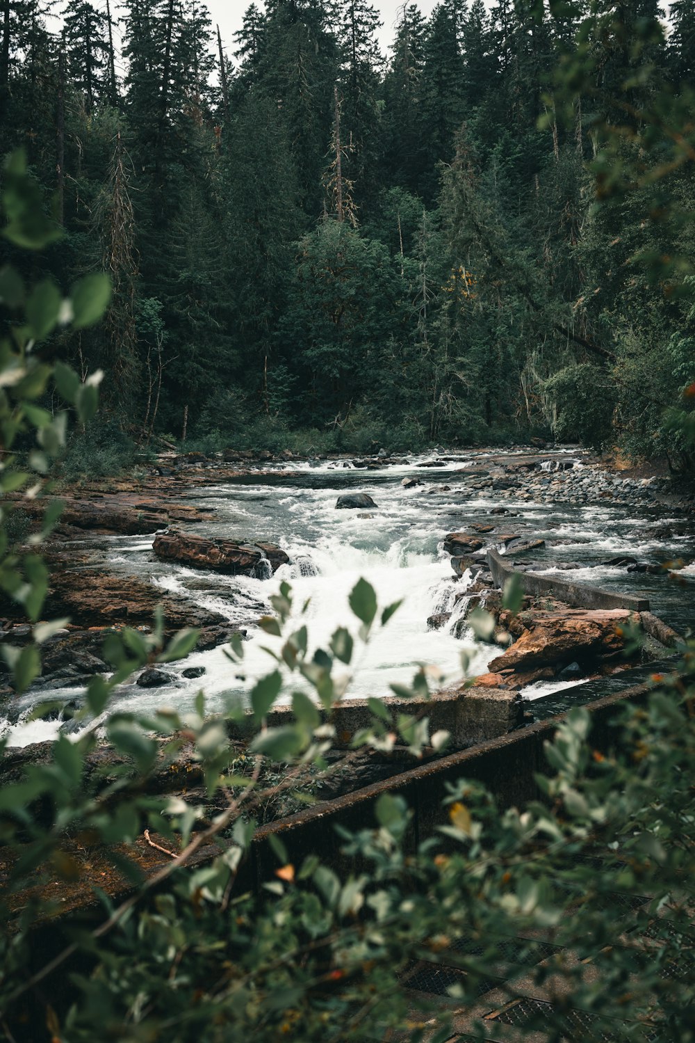a river running through a forest filled with trees