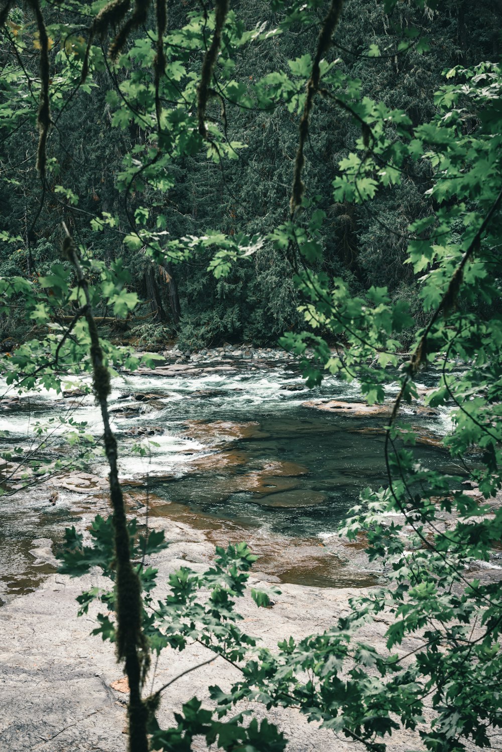 a river running through a lush green forest