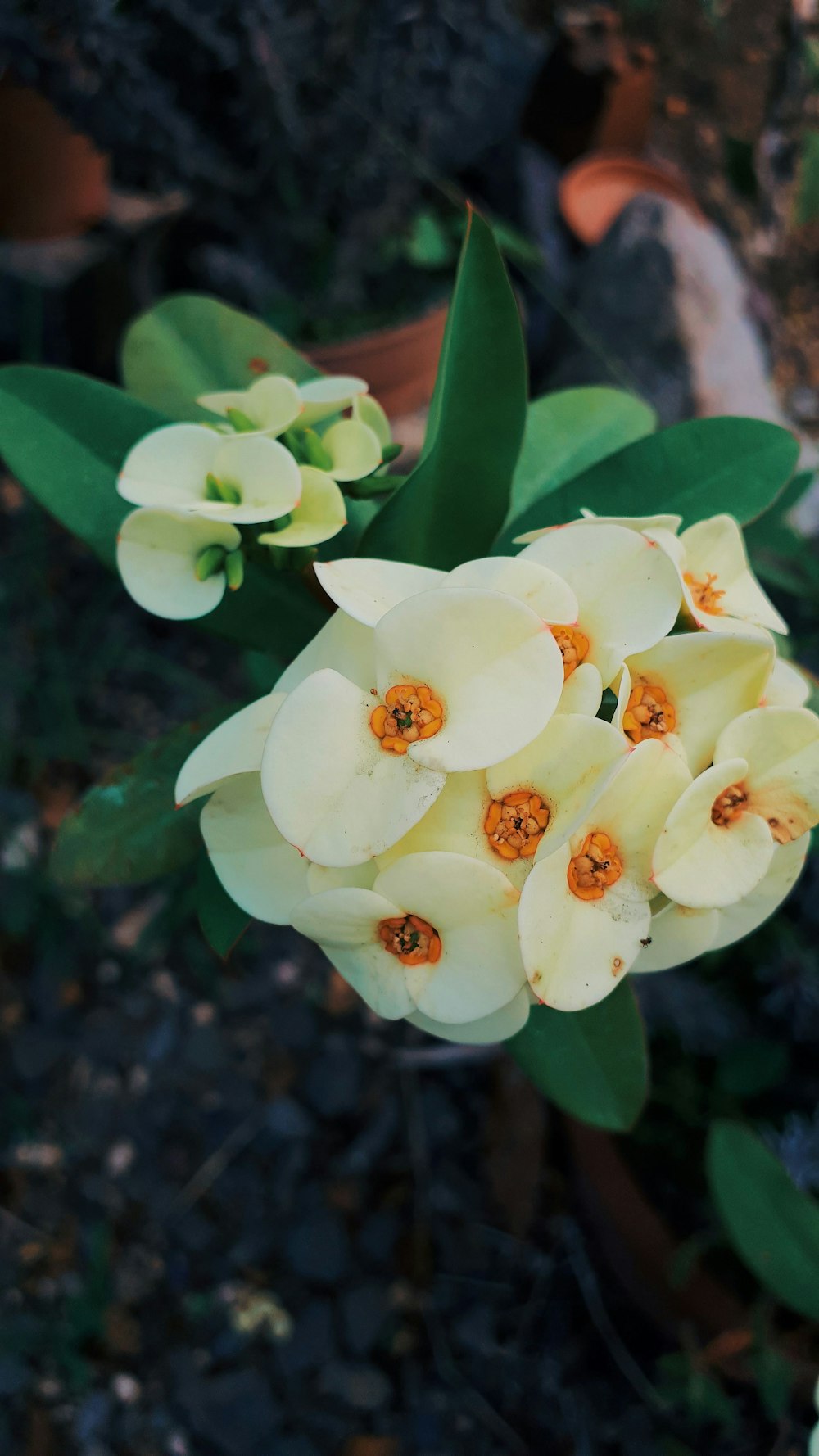 a close up of a bunch of flowers