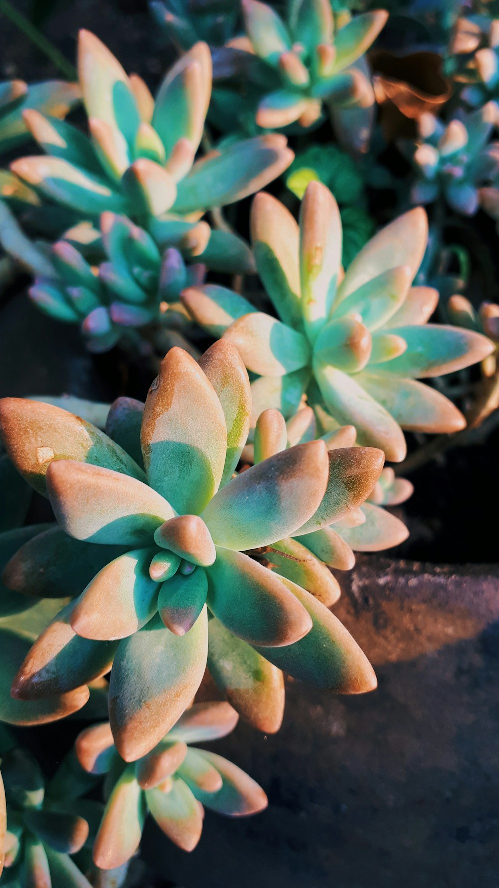 a close up of a bunch of green plants