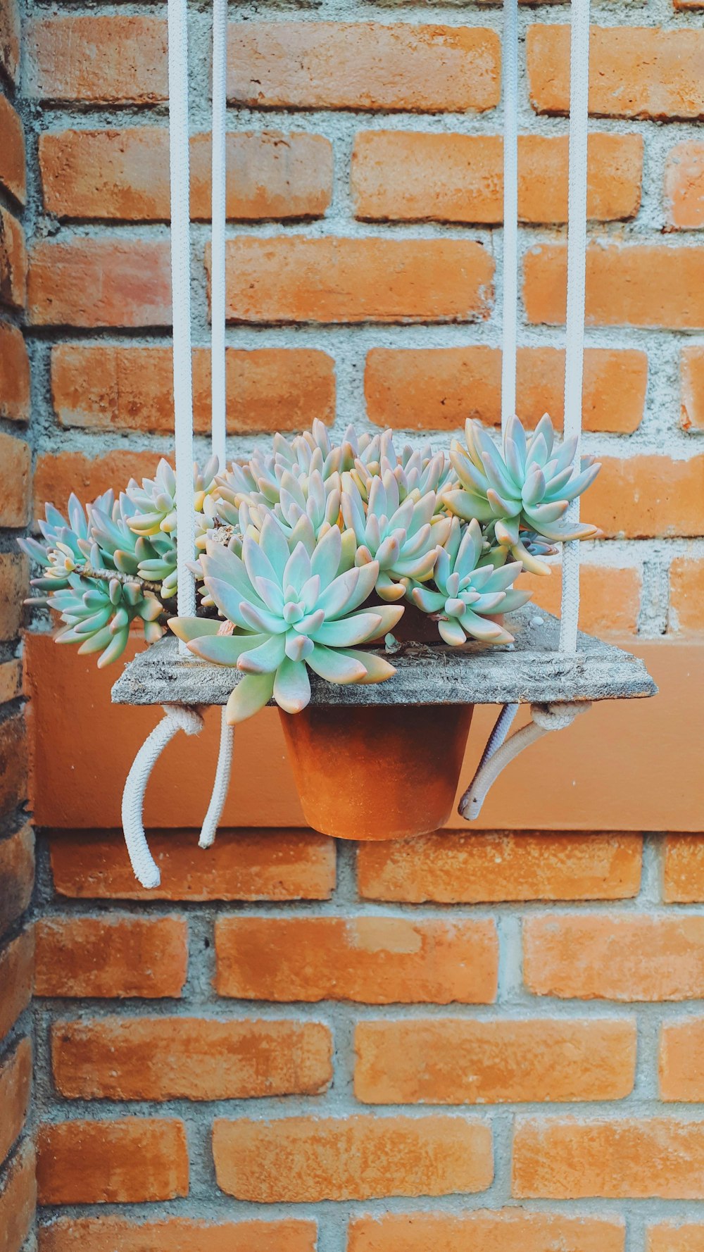 a succulent plant in a pot hanging from a window sill