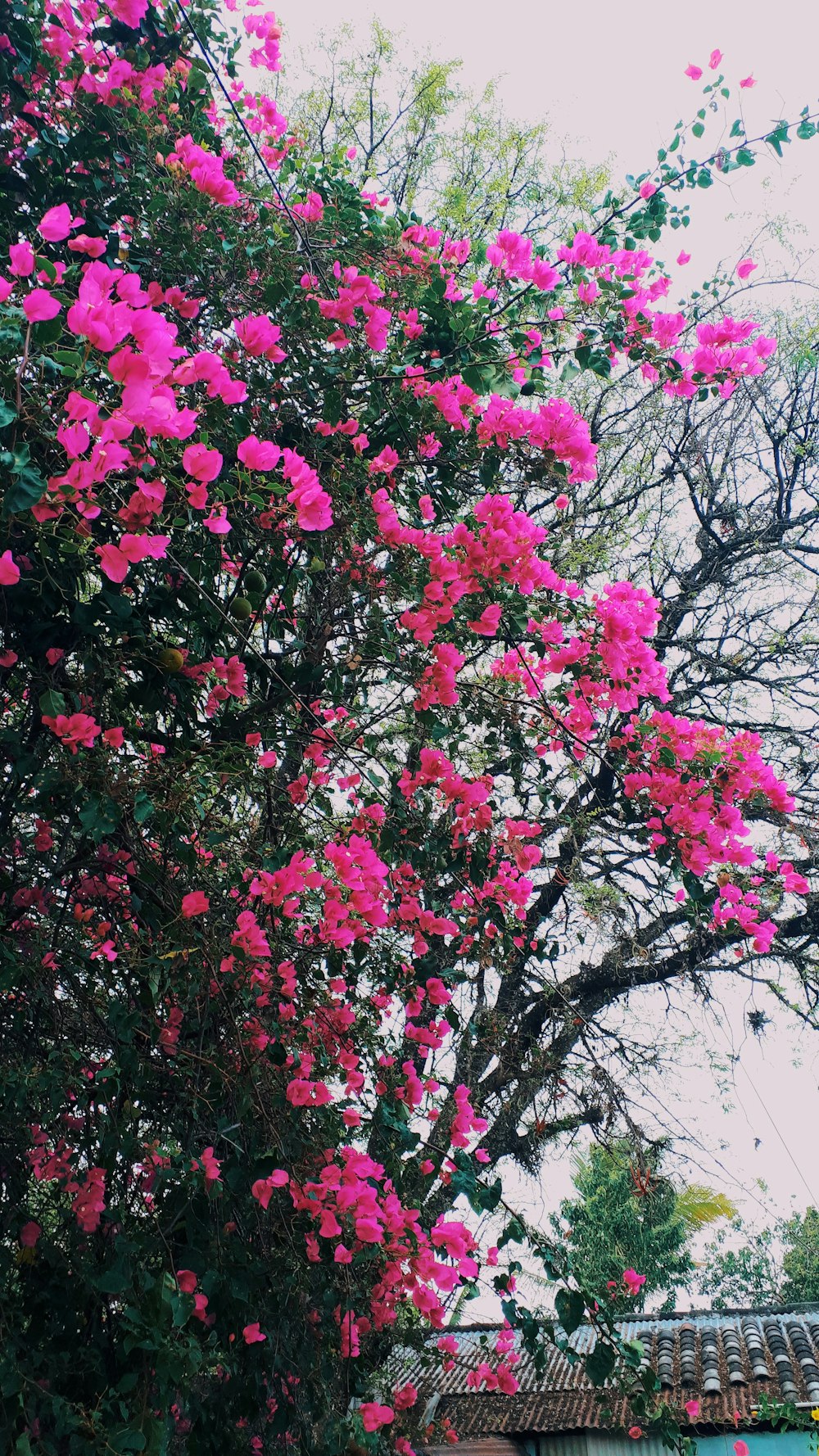 pink flowers blooming on a tree next to a building